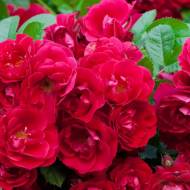 Троянда Ґрунтопокривна Ред Вельвет